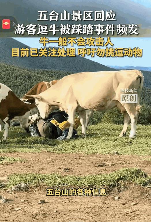 不作不死！温顺老实的牛不被激怒，它才不会攻击人类！7月16日，五台山景区有游客