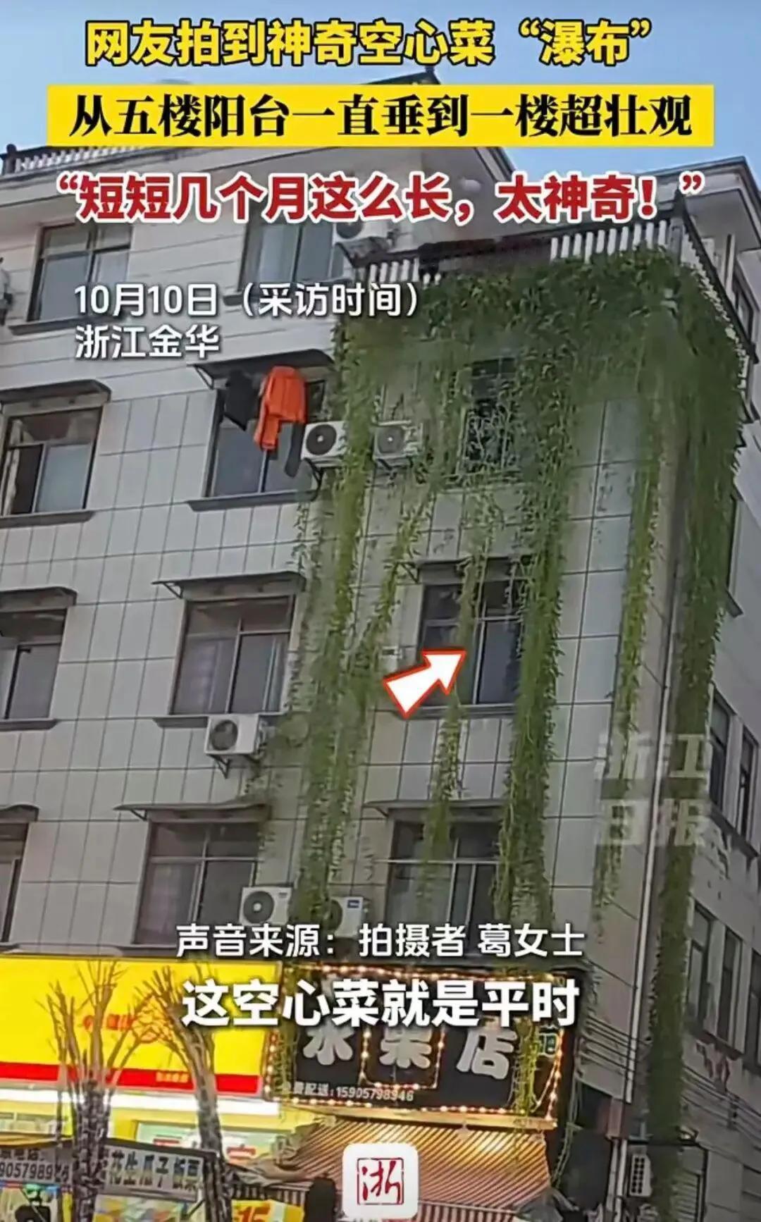 浙江惊现“空心菜瀑布”！5楼垂到1楼，网友：这户人家怕是要吃一整年浙江金华