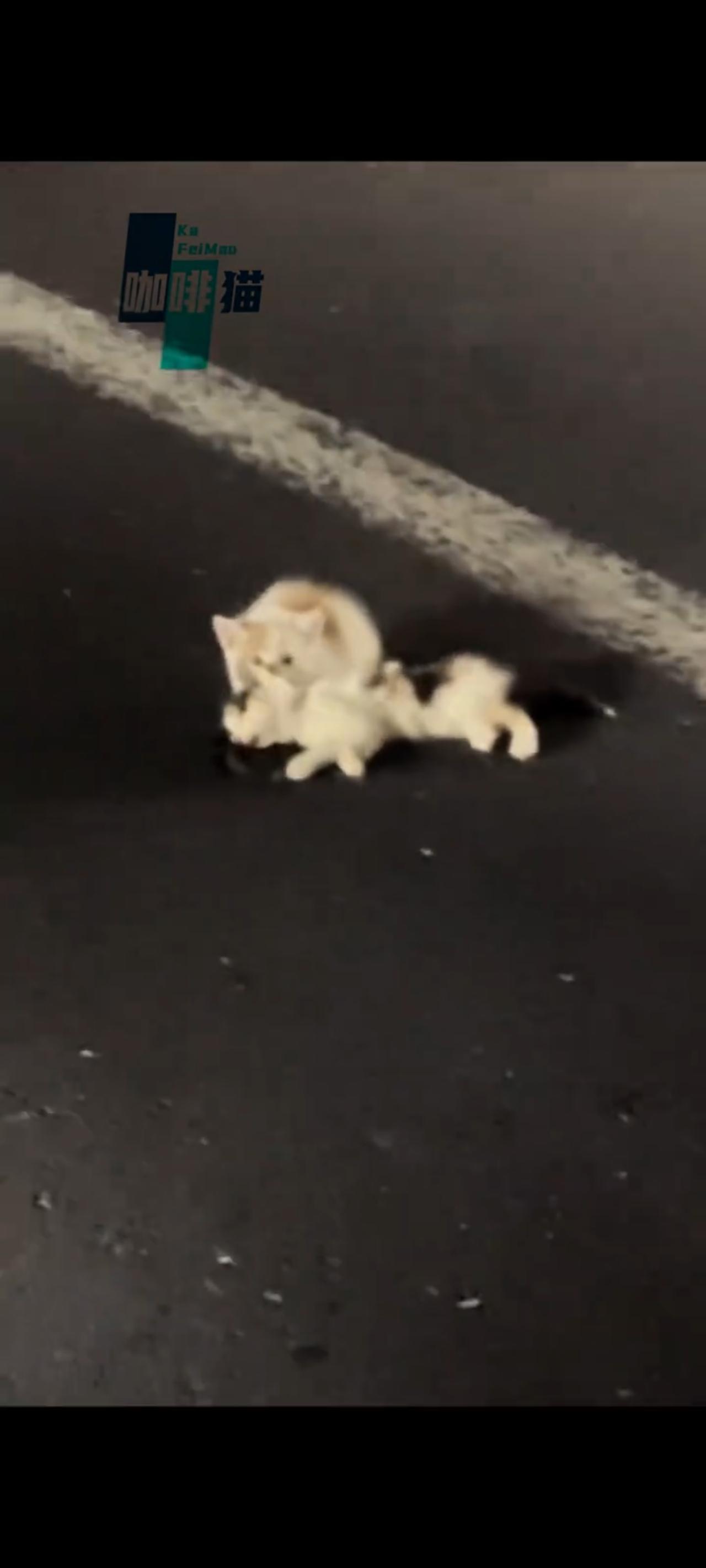 两只小猫并肩而行，不幸灾难却降临到了其中一只小猫的身上，由于一个躲闪不及，其中一