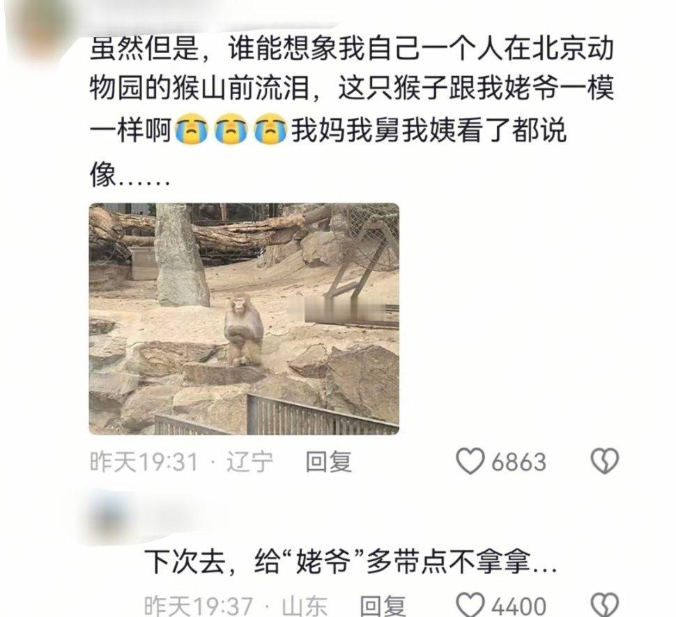 本来挺伤感的，看到猴子姥爷，瞬间破防忍不住好笑
