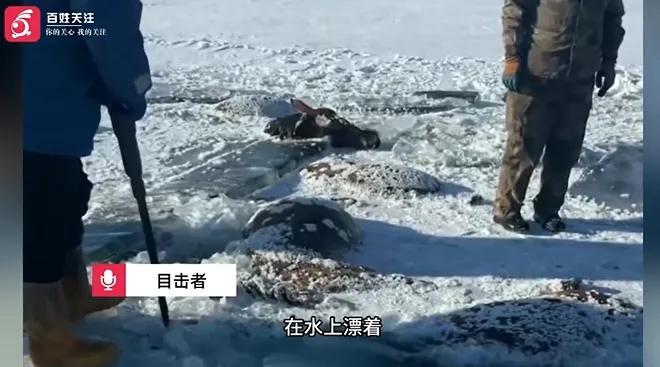 12月5日，黑龙江黑河嫩江市七星泡农场的东风水库冰层中，发现了13匹冰冻的马。原