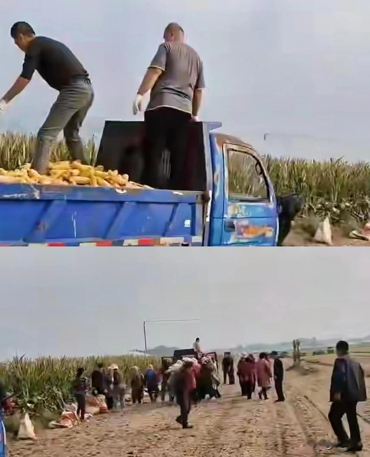 支书是称职的支书，村民是合格的村民，秋收时节，山东聊城一45岁的农民突发脑溢