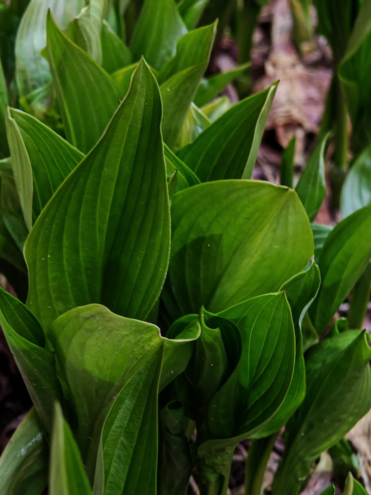 与痛风斗争的历程203今早起床，浑身关节状态都还算平稳，左膝和左肩的