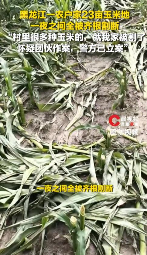 丧尽天良！黑龙江，一农户23亩即将灌浆成熟的玉米，一夜之间遭人齐根割断，全部绝收