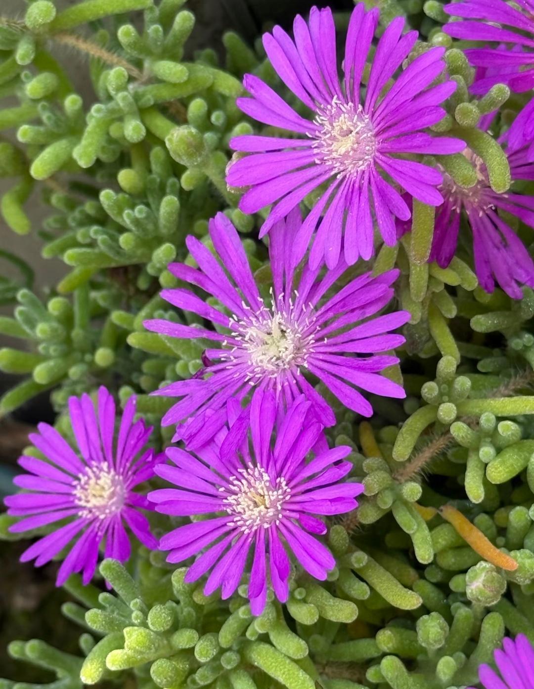 奉劝所有老年朋友，特别是70岁以后，千万不要去任何人家做客留宿，即使是亲兄妹也不