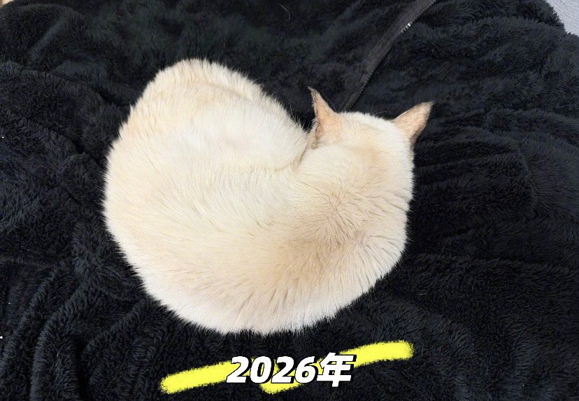 养的花猫掉色成白猫了