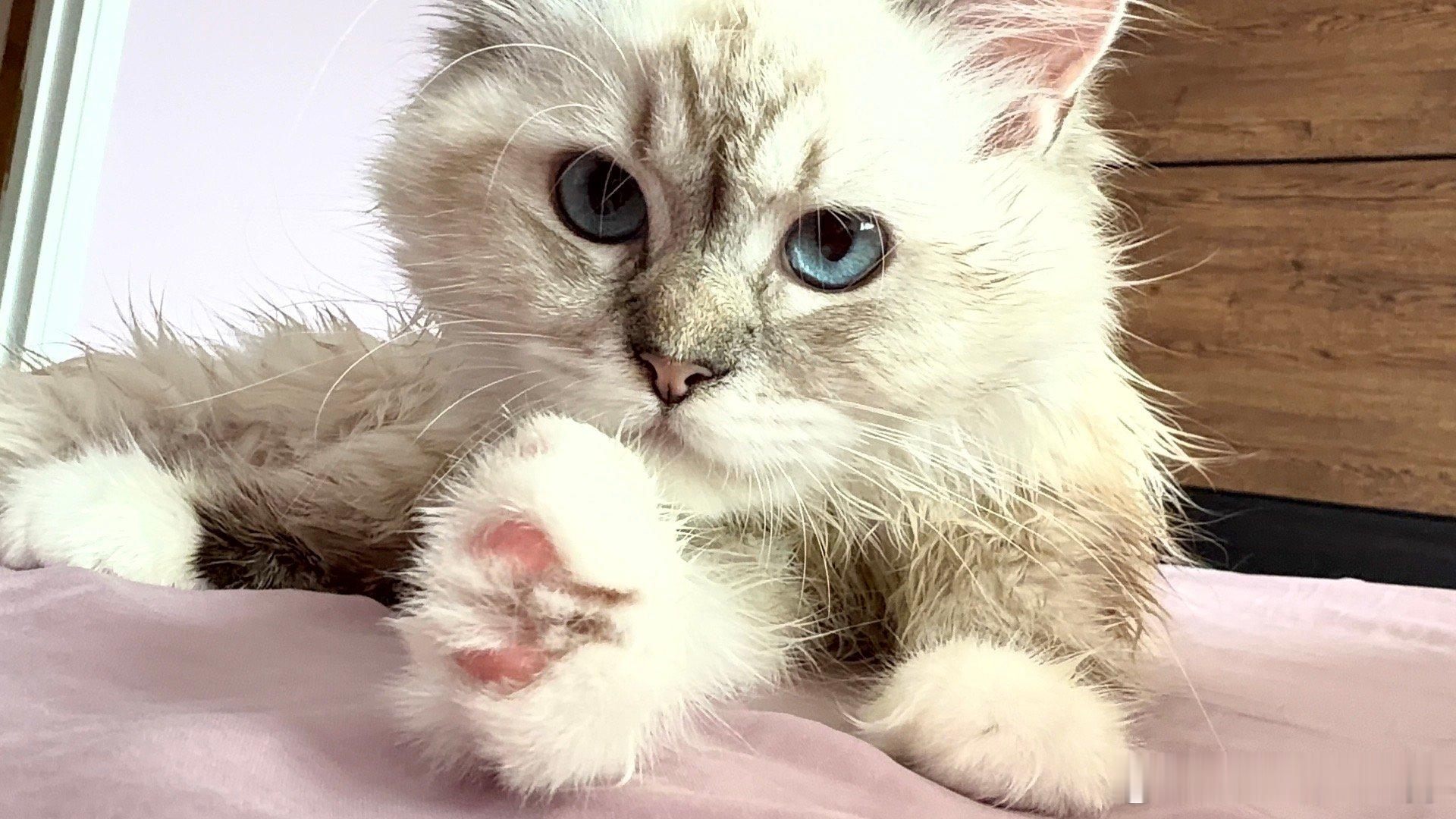 小猫亲爪写下一串代码每次我打开电脑，我们家猫妹妹比我还积极，她会围着电脑转圈看半