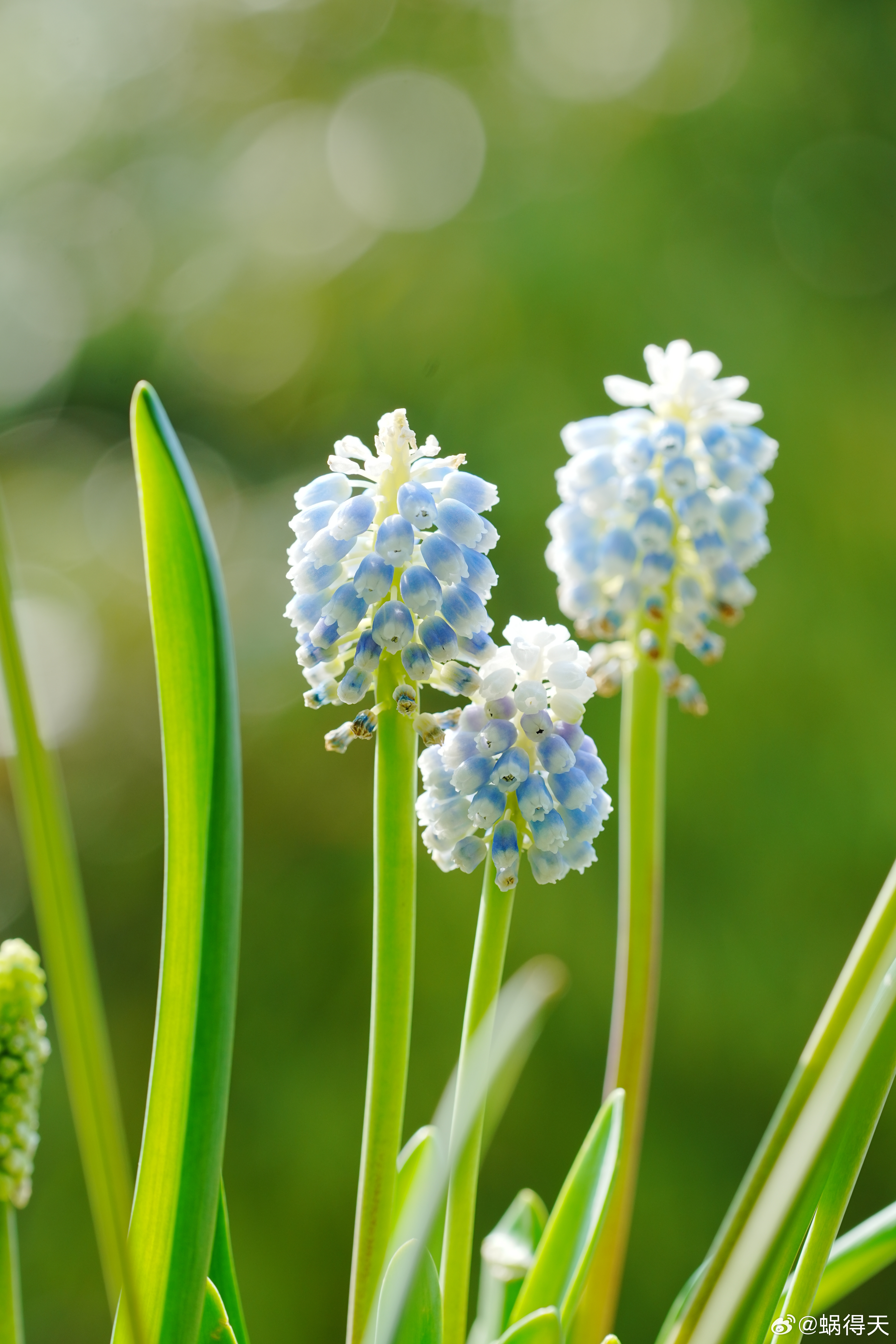 背景有光，就可以得到一个好看的圆蜗的摄影日记摄影