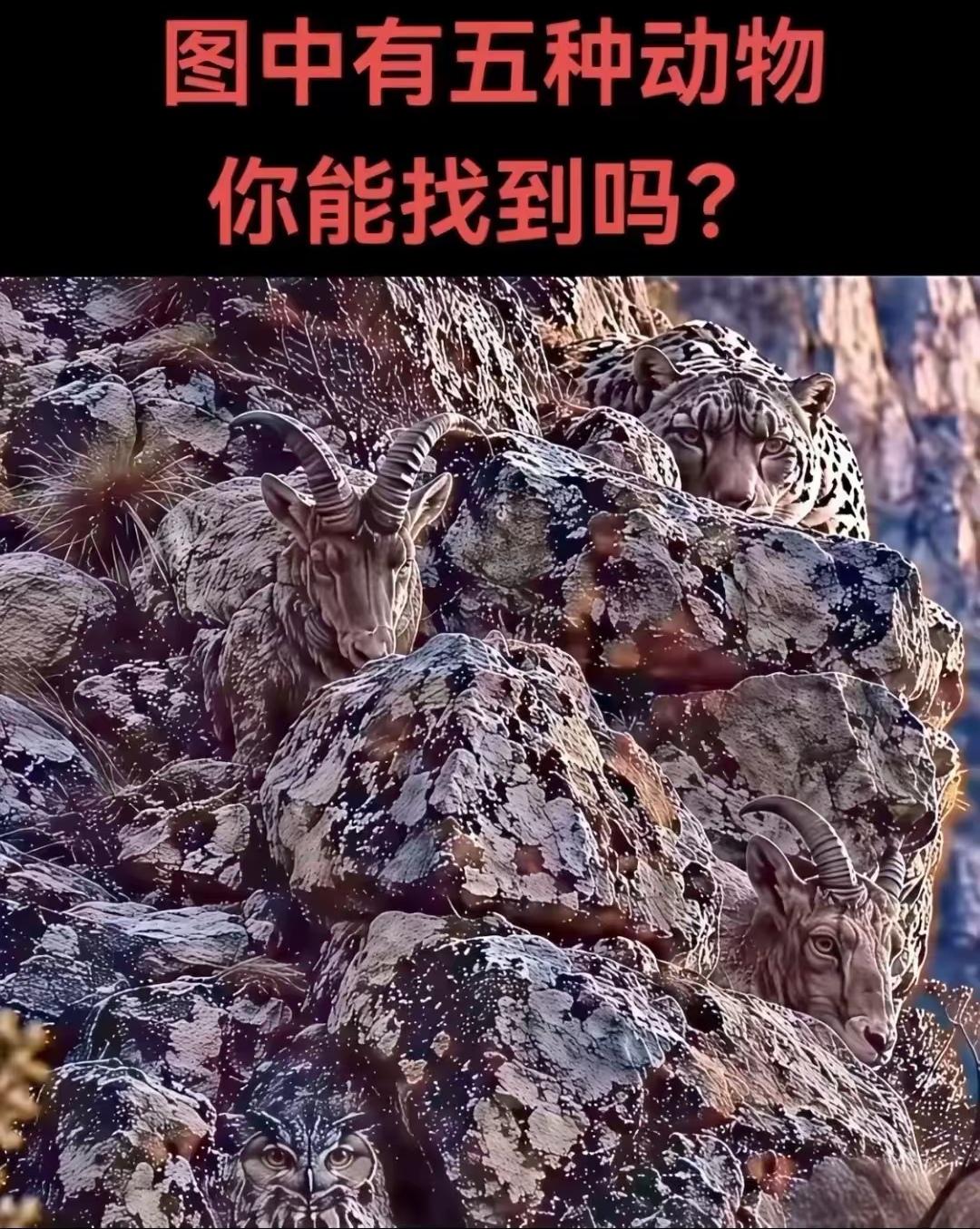 快来测测你的眼力！乱石堆里一共藏着五种动物，保护色伪装得太绝，跟石头快分不清了。