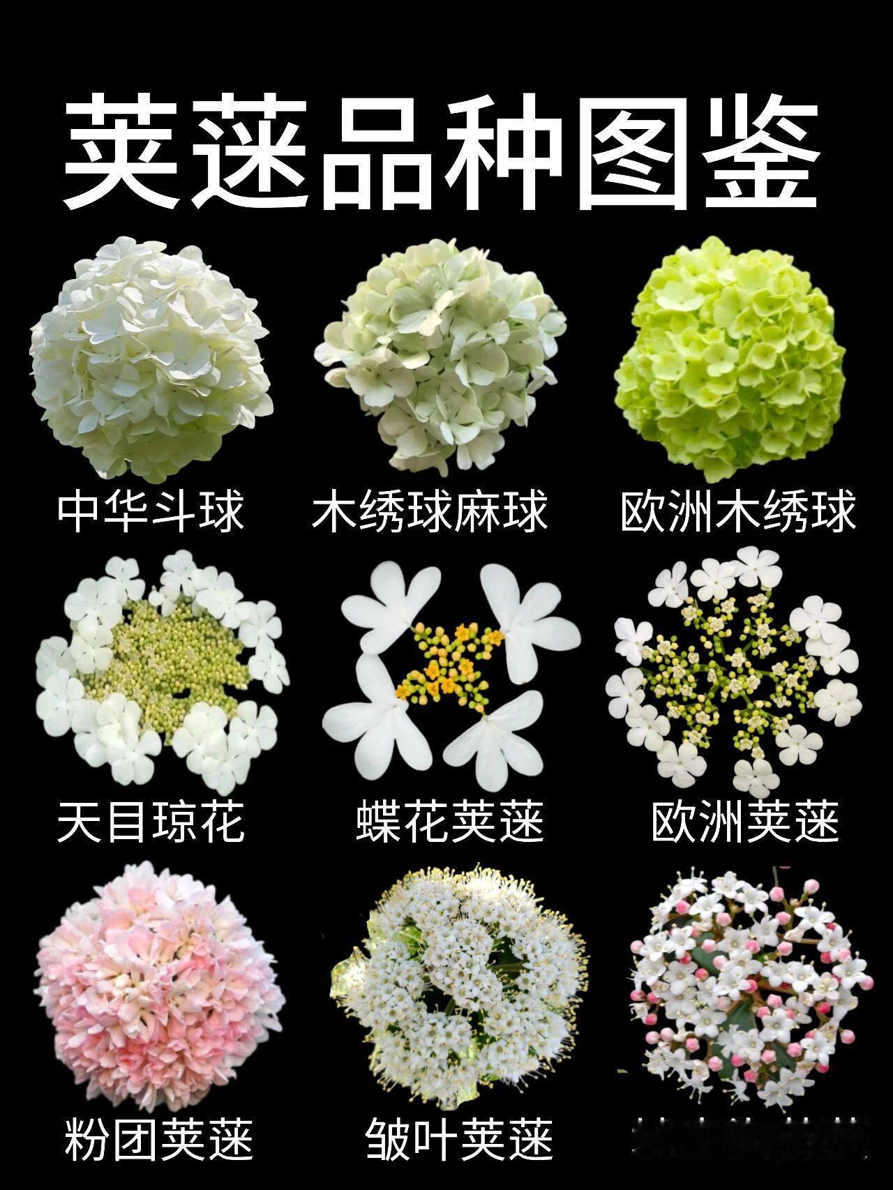绣球荚蒾：也叫木绣球，落叶灌木，花球硕大饱满，初开淡绿后变纯白，花期4至5