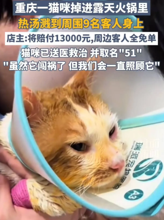 重庆，男子经营了一家露天火锅店，生意红火。一天，顾客在用餐时，从天而降一只小猫，