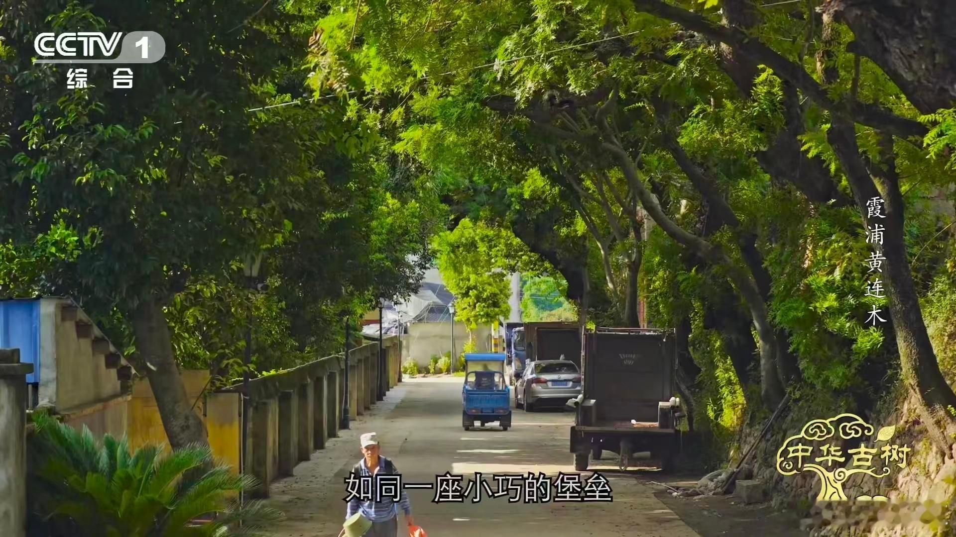 震撼！福建霞浦传胪村竟藏着这样的生态奇迹。百年前先民种植的112株古树，如今根系