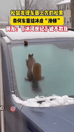 “解释不清了！”车主一早准备开车上班，刚走到车边，就看到车窗上有东西在拼命折腾，