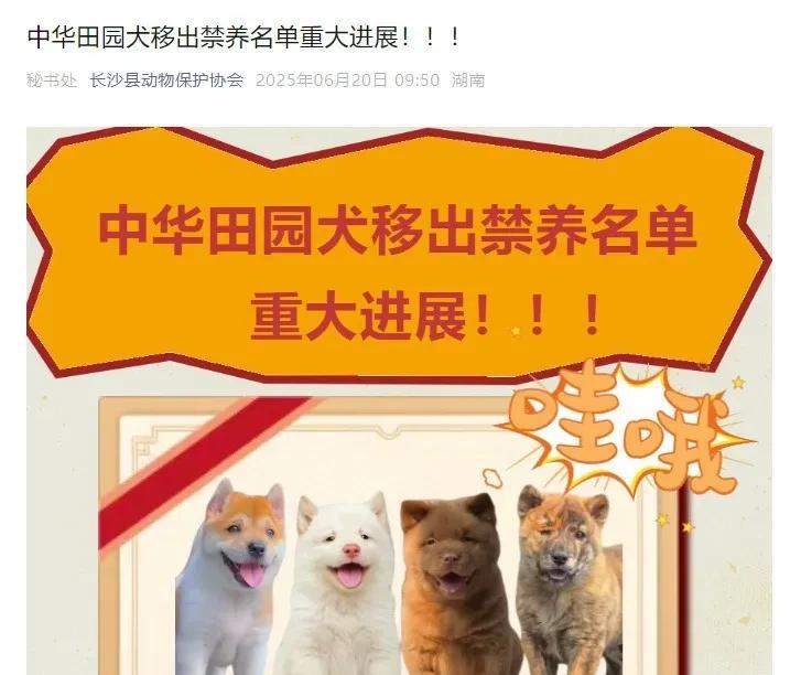 深圳、长沙等多个城市解除“禁养中华田园犬”禁令，西方资本物种替换计划梦碎！中华