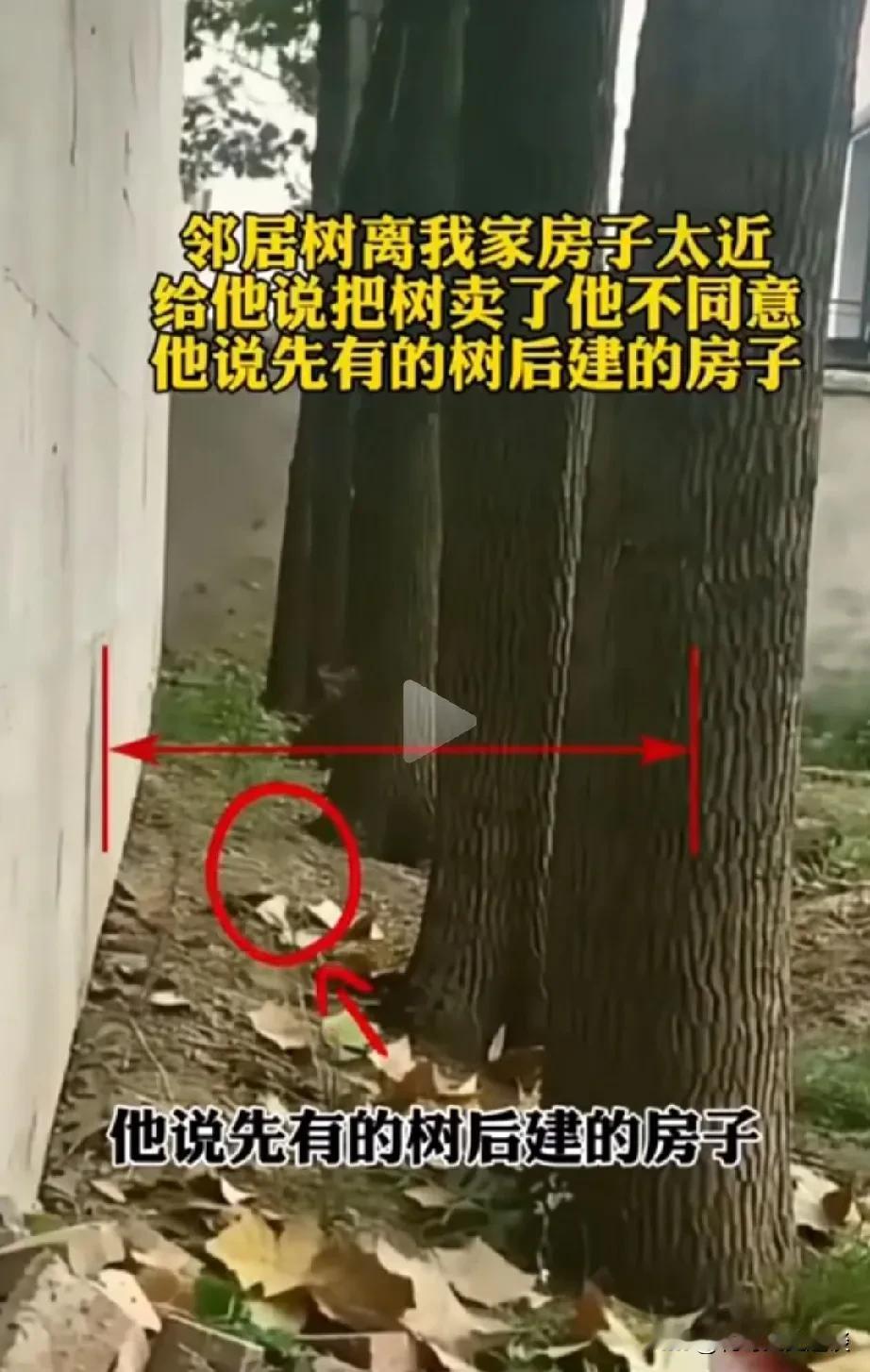 邻居家的树算不算太过分了。村里两家的地挨着，一家先栽的树，另外一家后盖的房子，树