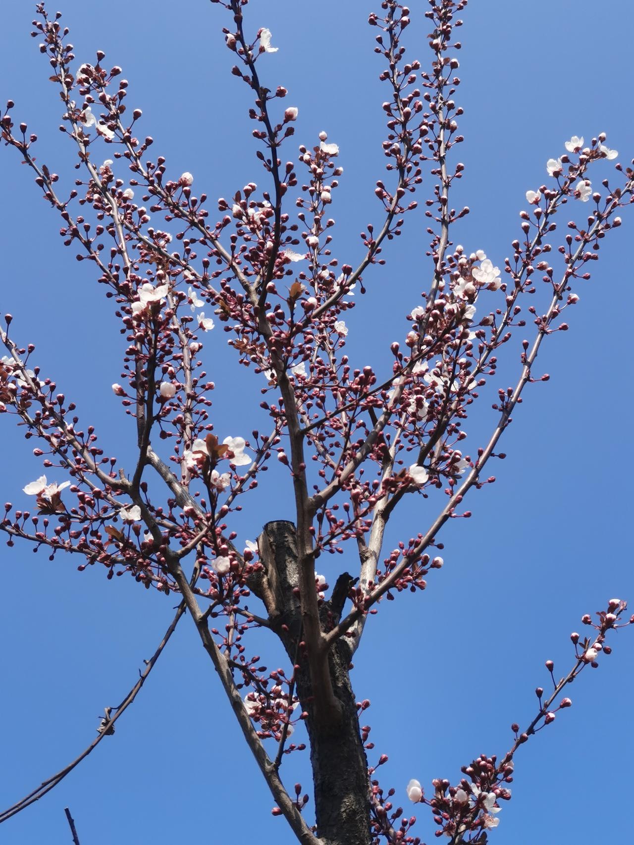 蓝天之下花正红晒图笔记大赛蓝空赏花照蓝天酷感照蓝天活力照蓝天之下花正红