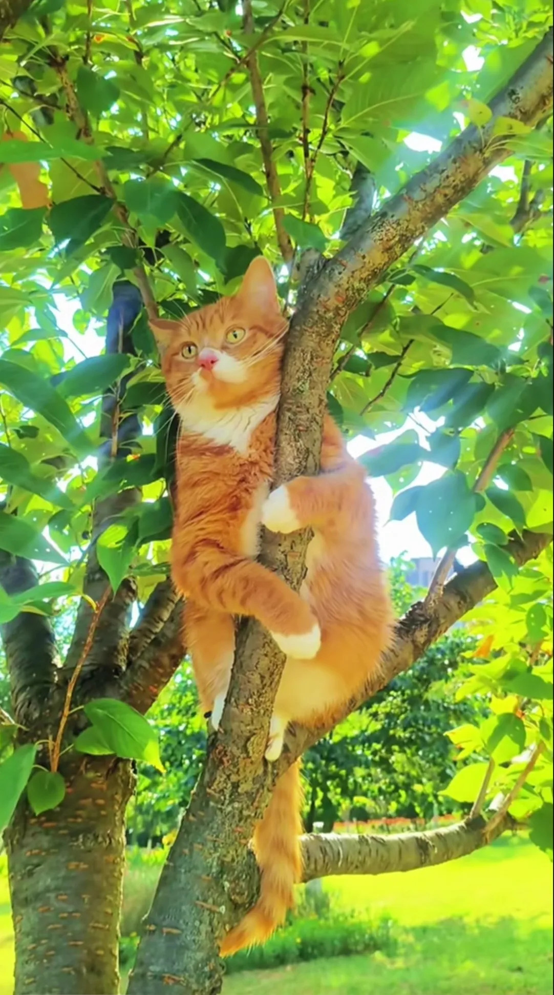 小橘猫爬到树上抱着树枝看着远方不知道在想啥看着好委屈的样子，好心疼你猫咪！