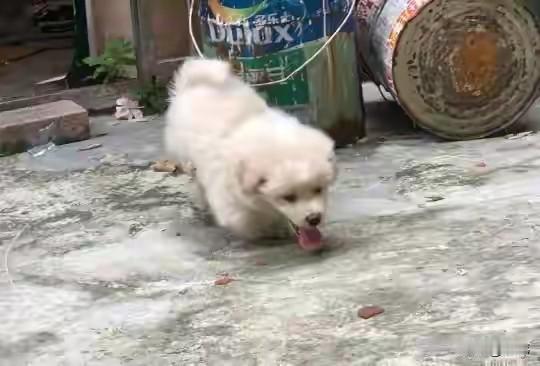 有些人真的是太坏了，一位小姐姐去老家玩，结果在附近的一个废弃老屋前看到一只可怜的