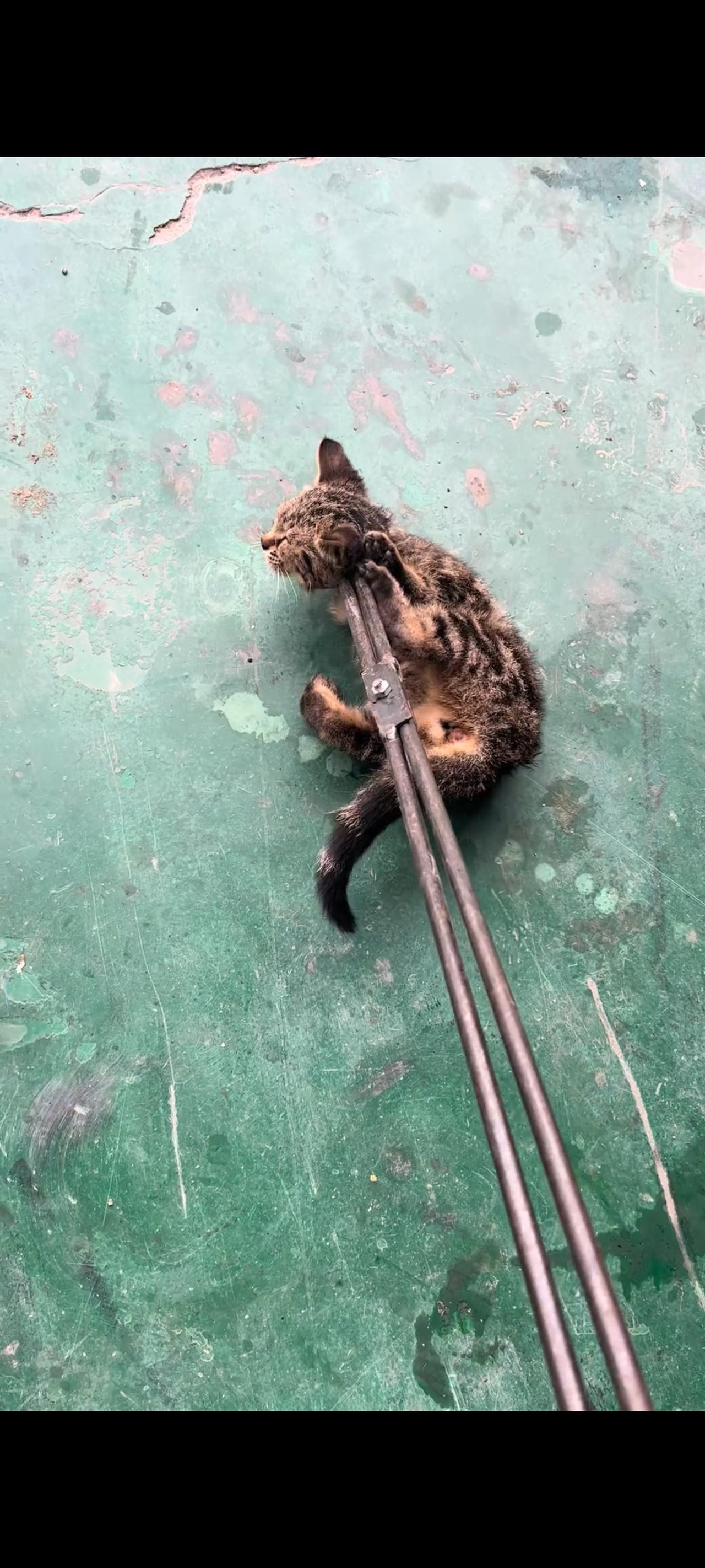 面前的猫贩子胆子出奇的大，在光天化日之下，竟然在一处废弃的停车场内，将刚刚抓到的