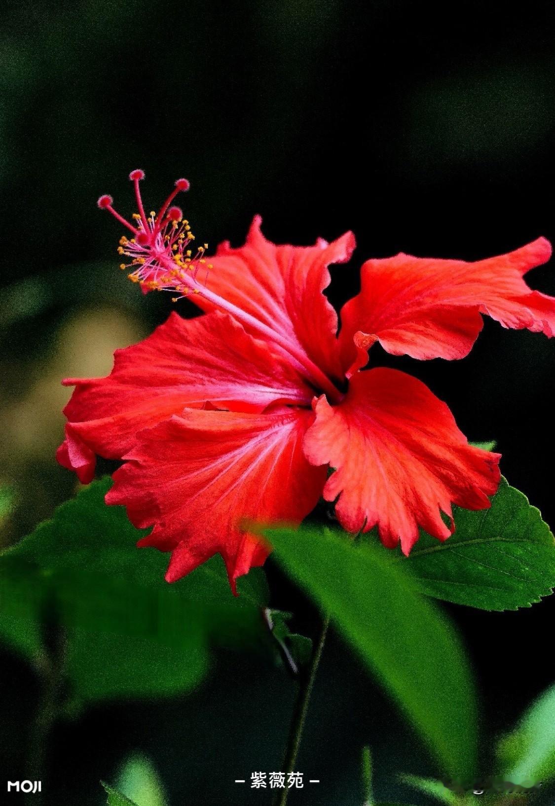 要说最厉害的女人，那可太多了。历史上，李清照以诗词扬名，细腻的情感、卓越的文采，
