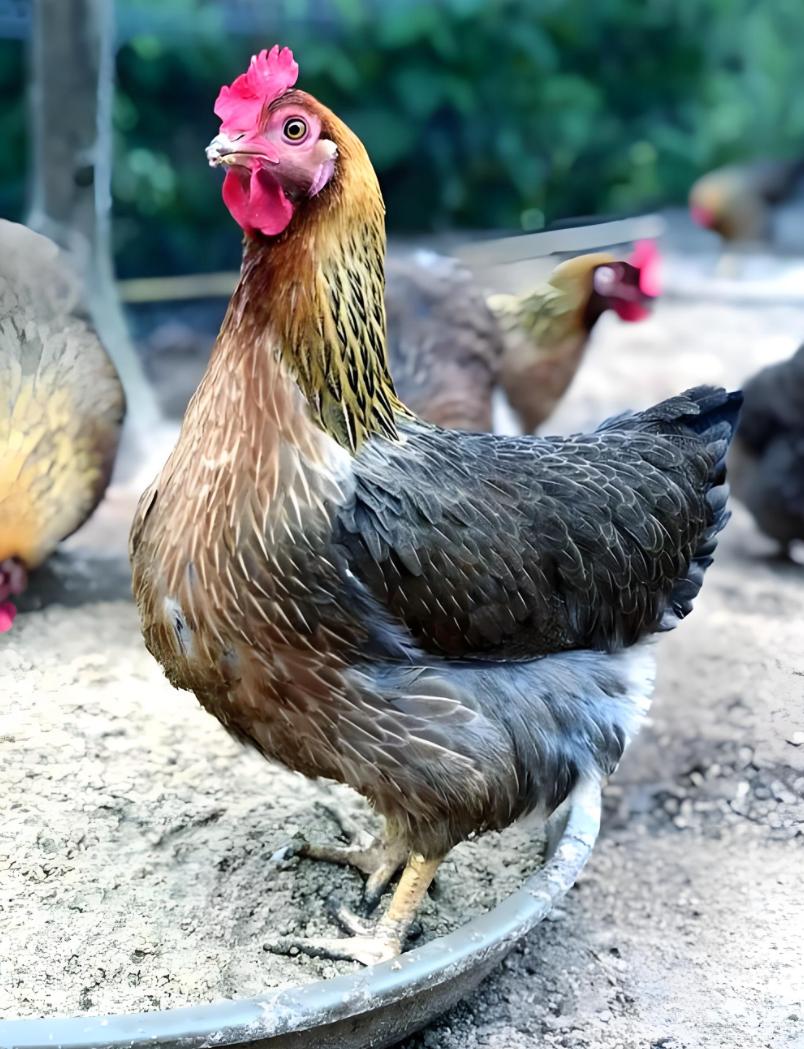 有人问，为啥鸡从来不用担心饿死？老辈人早总结过了：“撑不死的鸭，饿不死的鸡”。