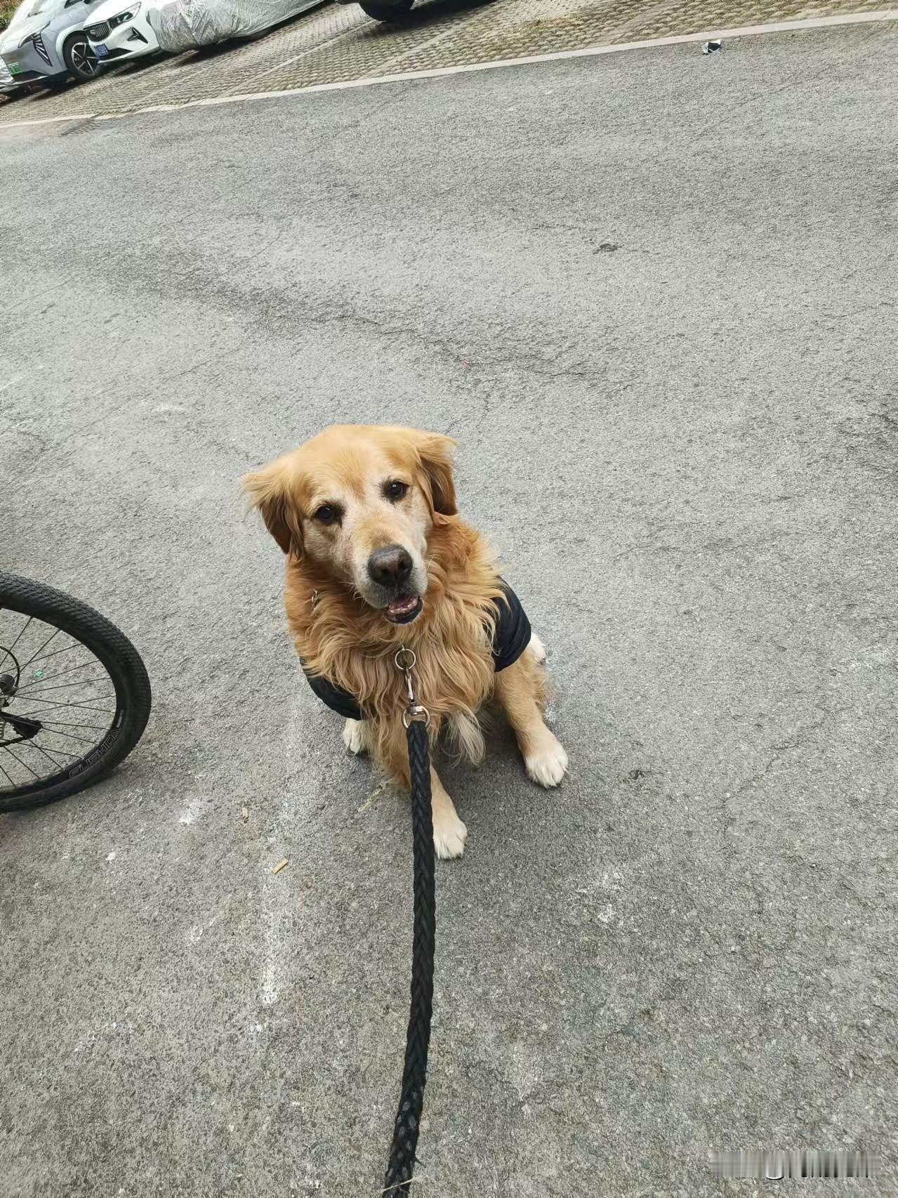 邻居又去医院检查身体，狗狗扔给了我，每天溜二次。早上转了一圈回来，离家门口五十