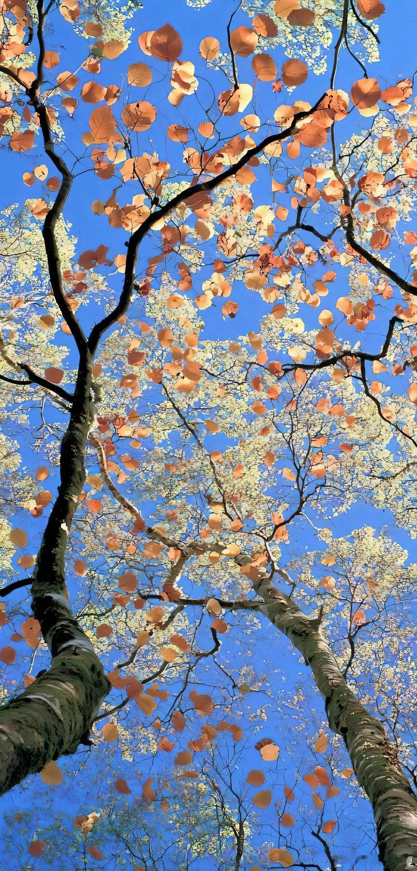 月华漫染枝头，繁花静候星河入梦来～