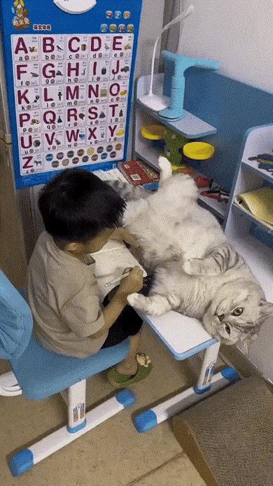 耍赖的猫咪和小朋友抢用书桌。