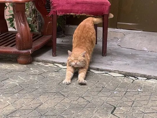 猫友投稿：开店的小区里的流浪猫，有两个阿姨定时喂，胖胖的，动态更可爱。听阿姨说喂