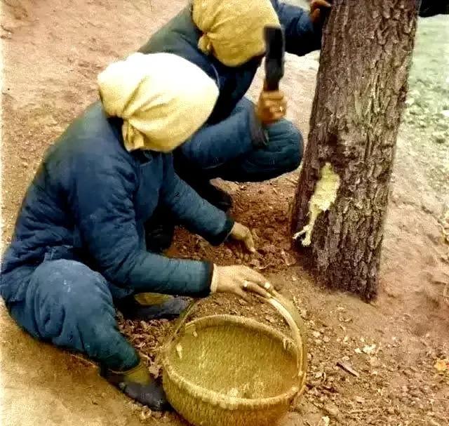 解放前的大饥荒没有粮食，灾民如何砍树皮吃？在电影《1942》里，河南由于