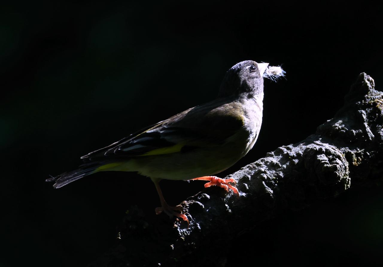 这神秘鸟是啥？我很喜欢借助黑暗背景，用镜头营造出带神秘氛围的场