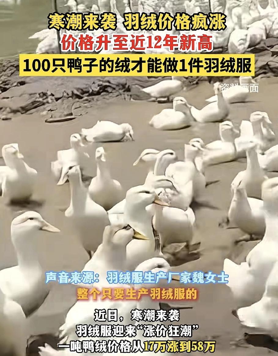 真的是受够羽绒服了先是取消打折，然后涨价卖紧接着又说今年养鸭的养殖户少，鸭毛