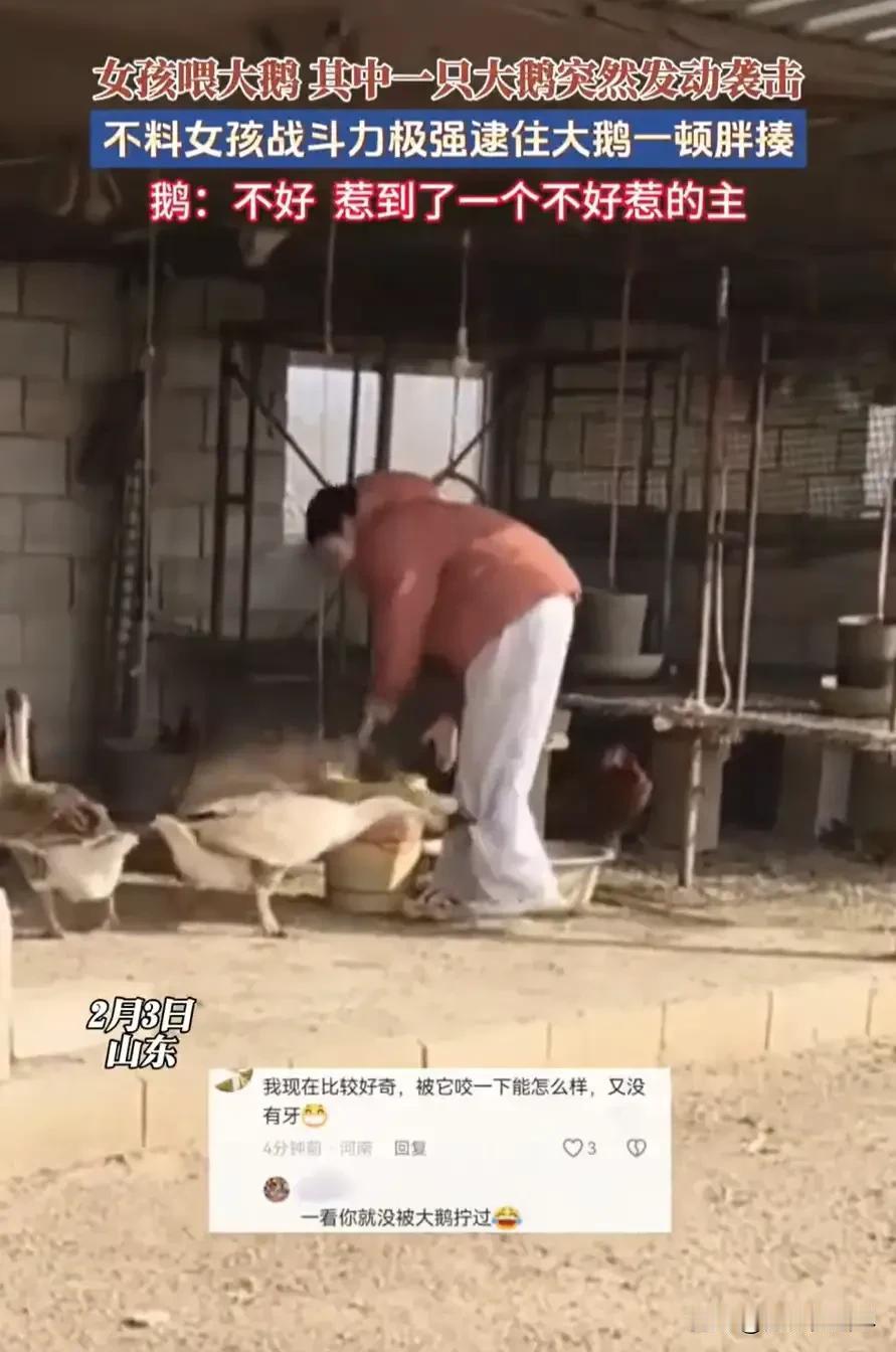 山东，一大学生放假回家，帮家里喂大鹅时，一只大鹅突然对女生发动袭击，没成想，女生
