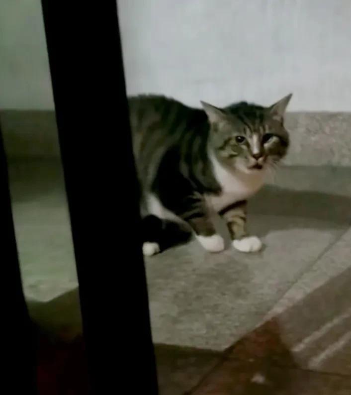 我昨天打了一只猫，它把我家猫打的满脸都是伤，屁股上也抓了一个洞，都溃脓了！还天天
