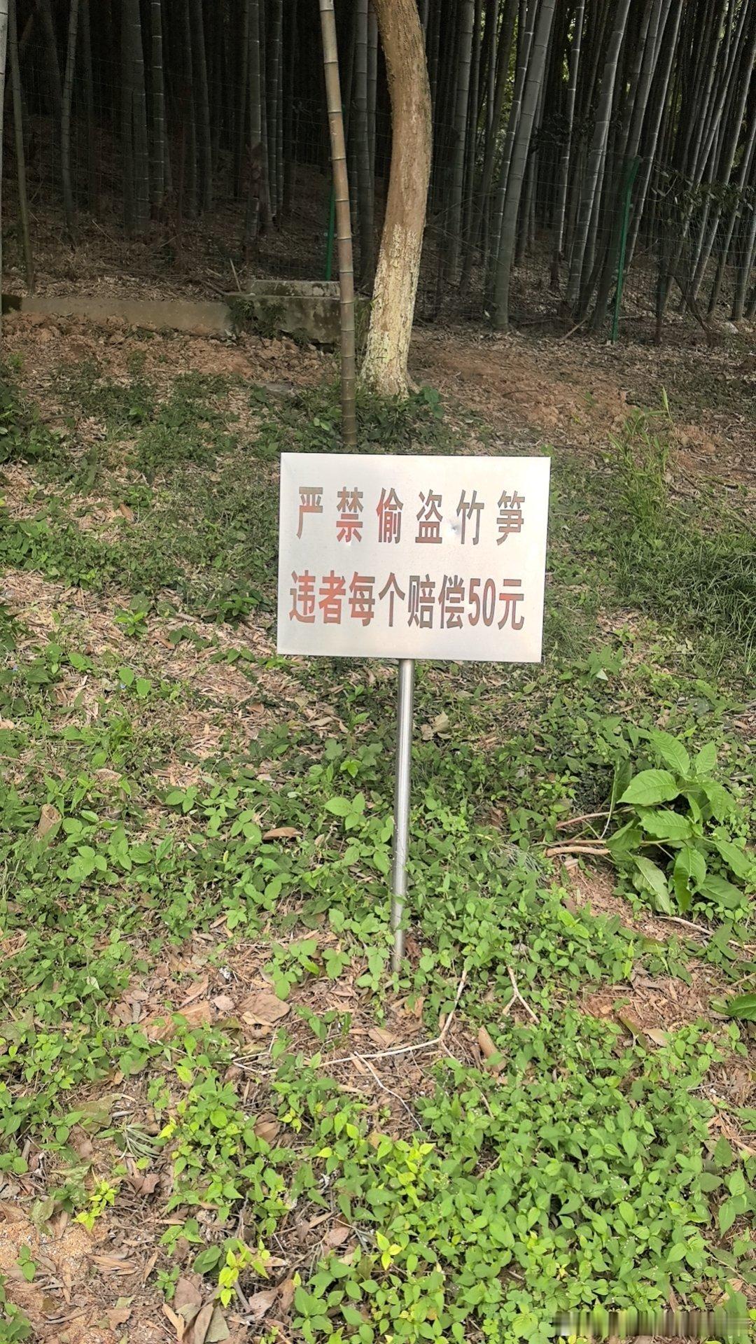 今天过来好多年前挖过笋的地方……[笑着哭]​​​