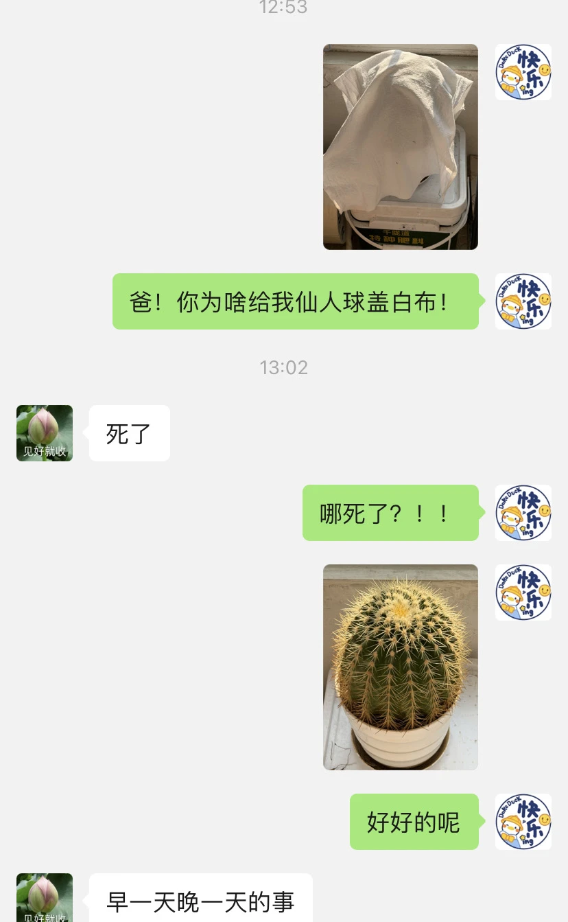 😅因为仙人球和我爸斗智斗勇一个月了
