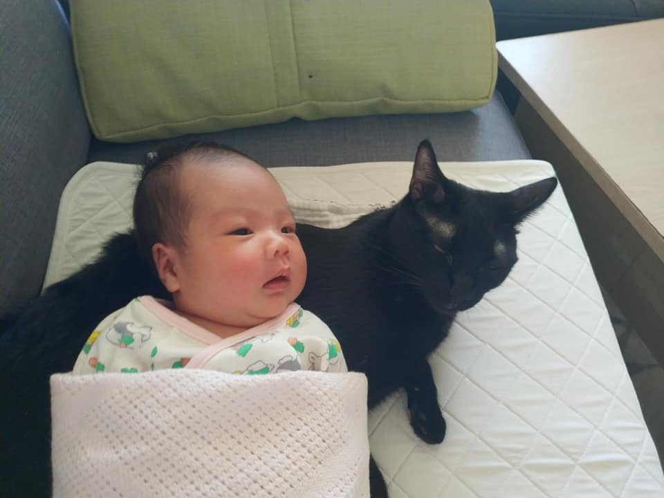 养猫千日，用猫一时，该换猫主子照顾人类幼崽了！by/FB/劉晴晴