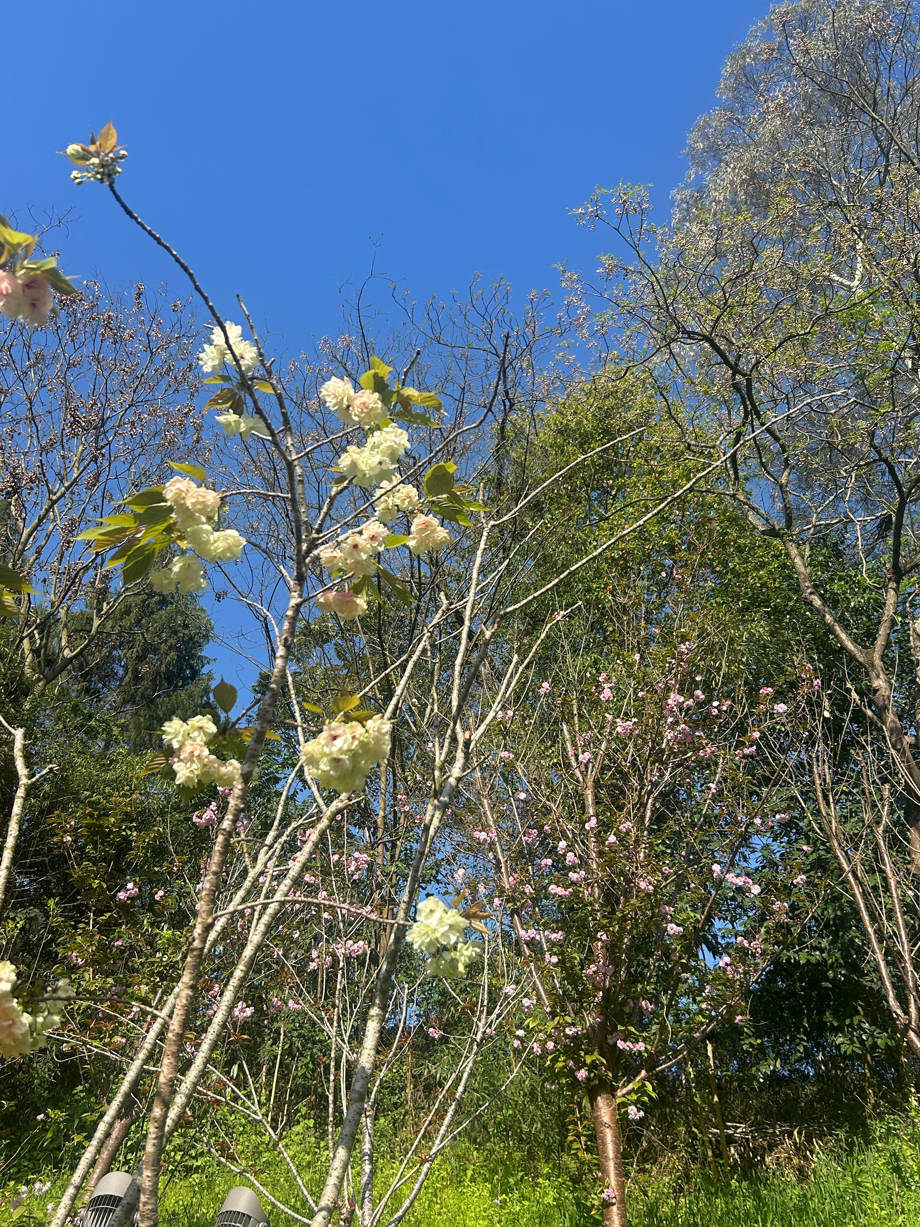 满山樱花盛放景色美到失语爬了一小时才到半山腰一路被游客抓着当摄影师十几人的旅行团