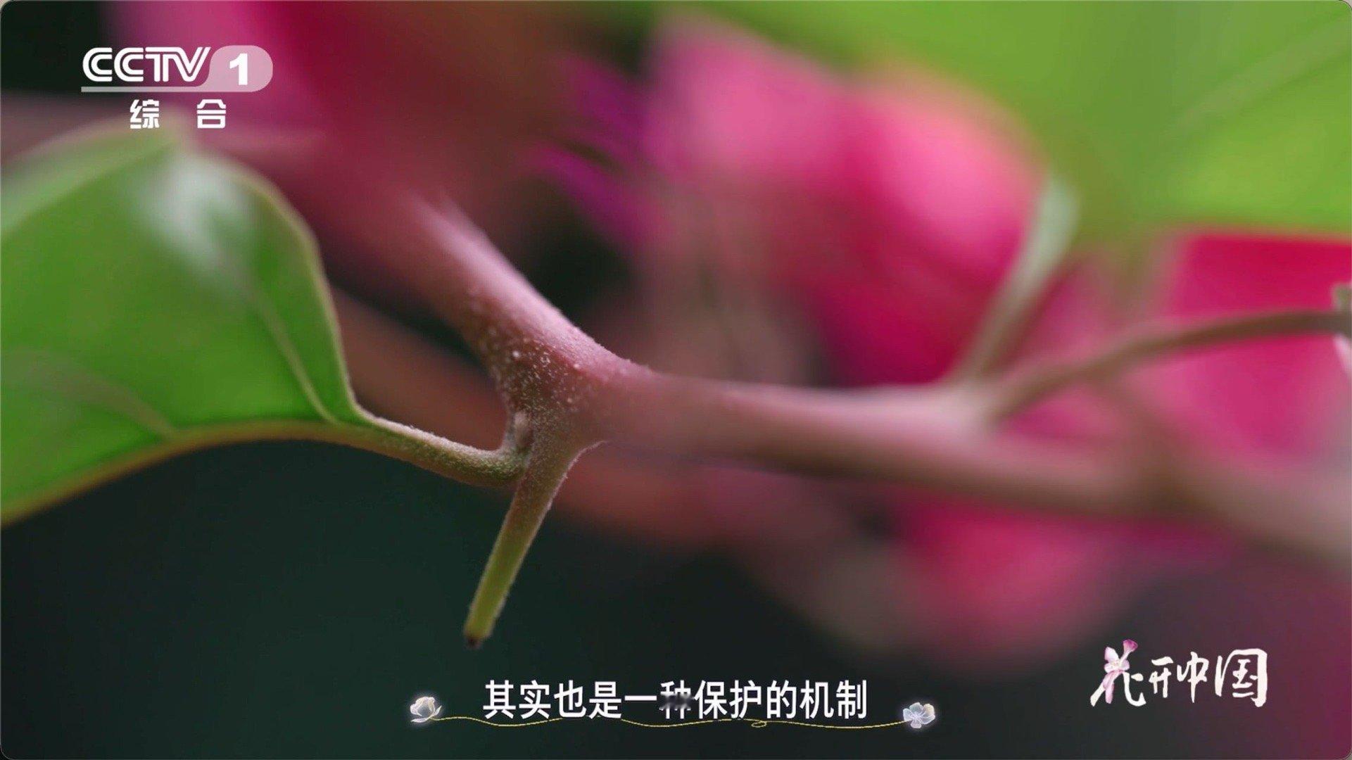 以为是花其实是五颜六色的叶子从刺里开出的花三角梅这波“反向操作”太秀了！用叶子