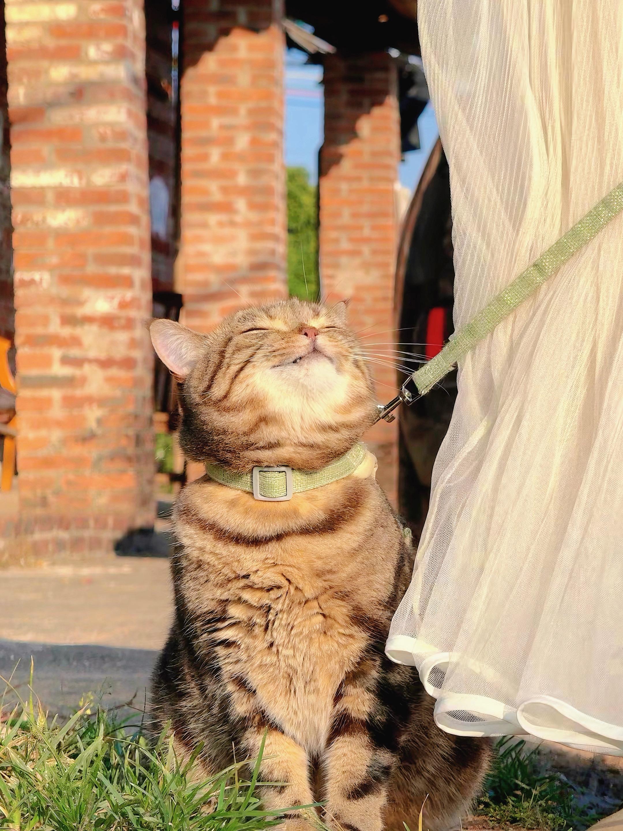 猫咪喜欢阳光！我也是。