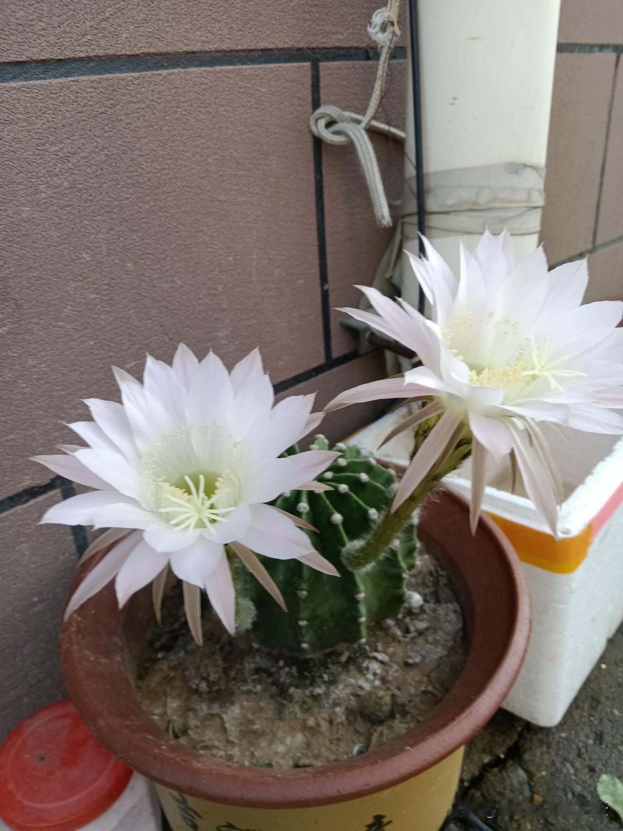 家中八不买1、不买发白的豆芽2、不买打折的牛奶3、不买打折的面包4、不买