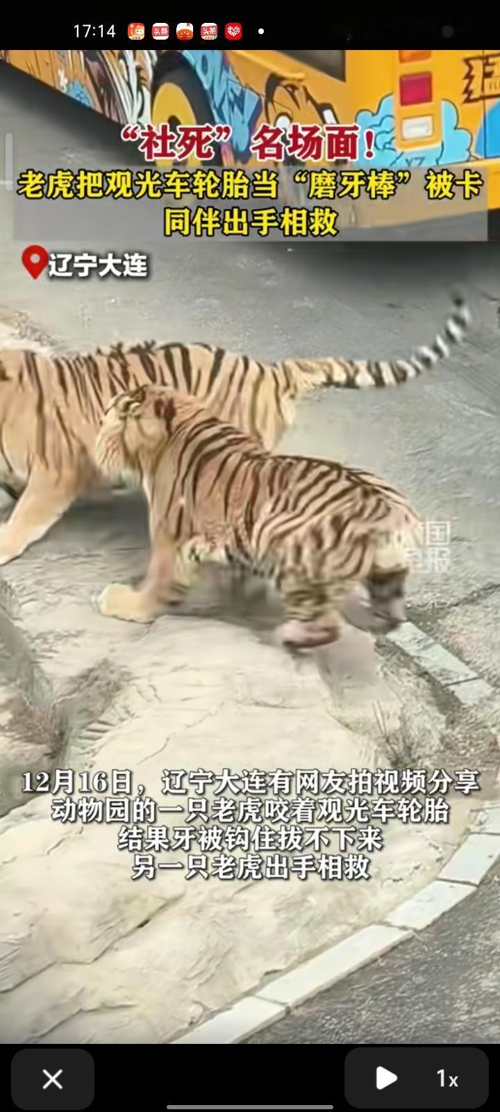 12月16日，辽宁大连。女子晒视频称，大连森林动物园有一老虎咬着观光车轮胎，结果