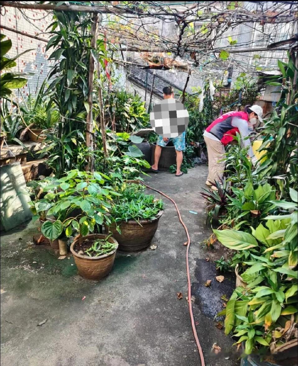 天台惊现阿伯老尿施肥园！天台养花种菜本是雅事，可这位阿伯的操作直接把人看懵