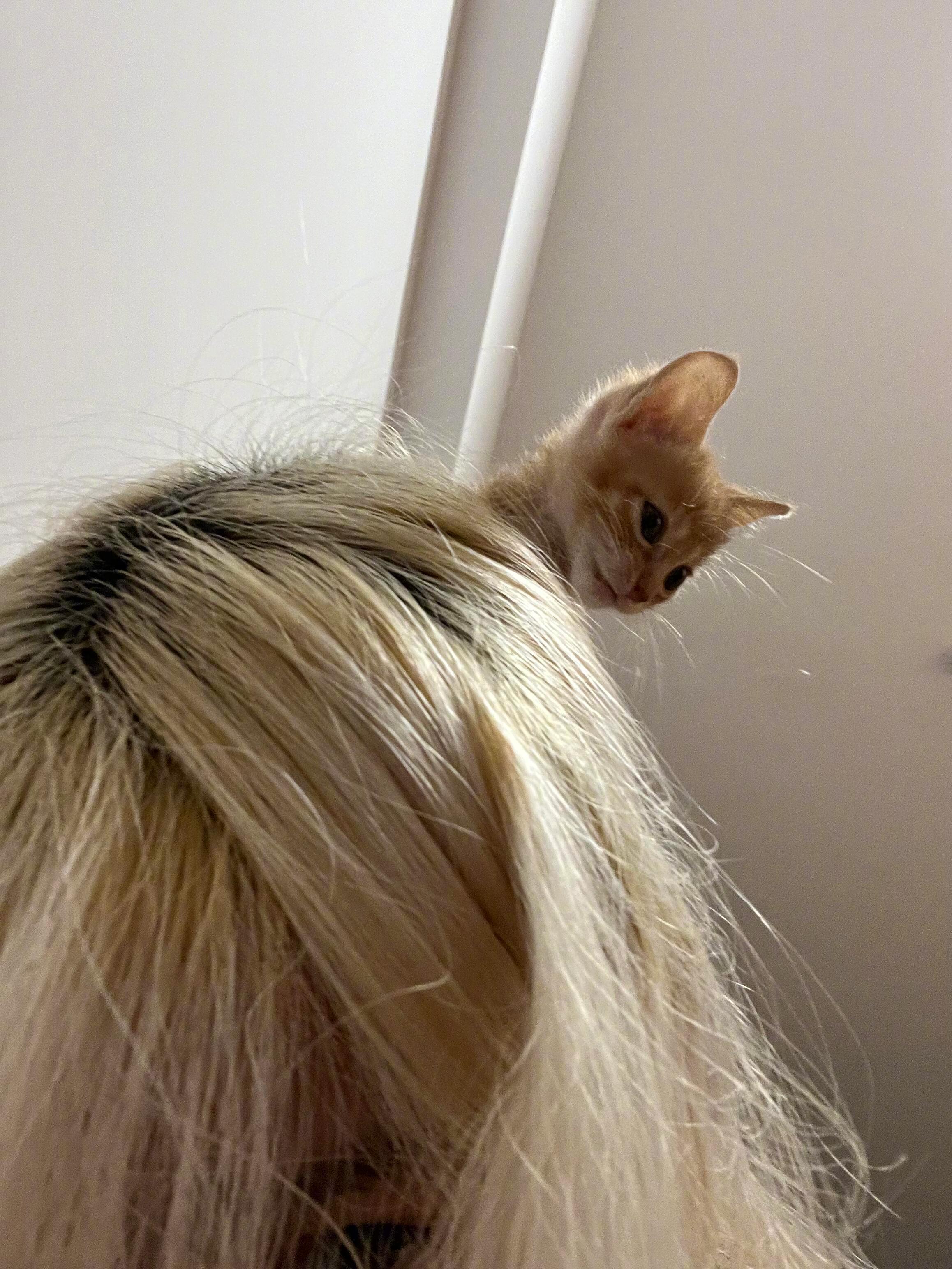 养猫受害者出现了​​​