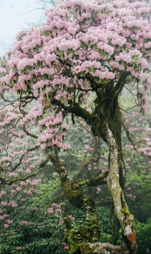 高山杜鹃生长近20年才开花树高几十米种子却比芝麻还小高山杜鹃的繁殖策略堪称“以量