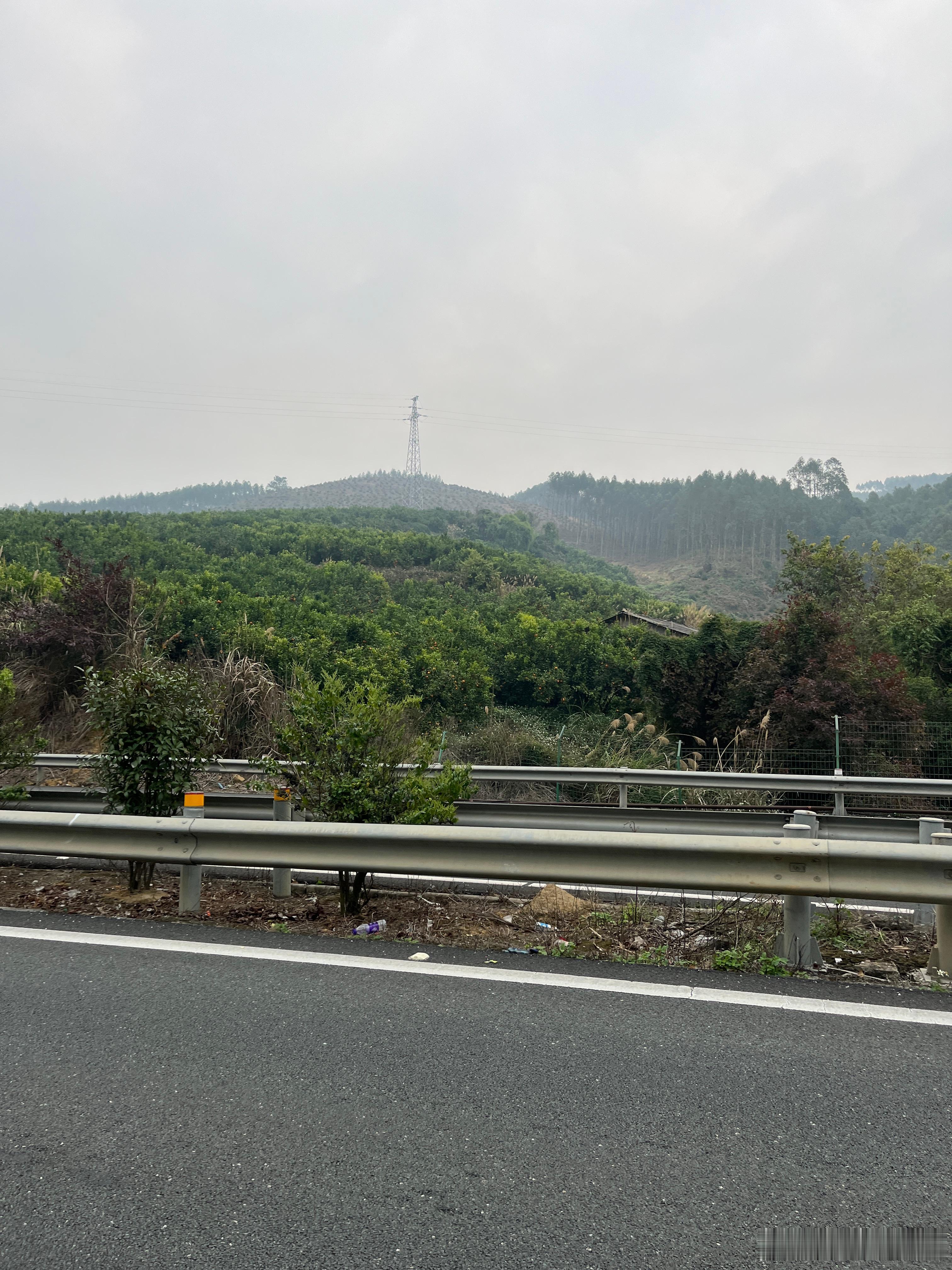 山下面种的就是甘蔗，这种小甘蔗是做红糖的，有些不出去打工的，就在家里种甘蔗，几十