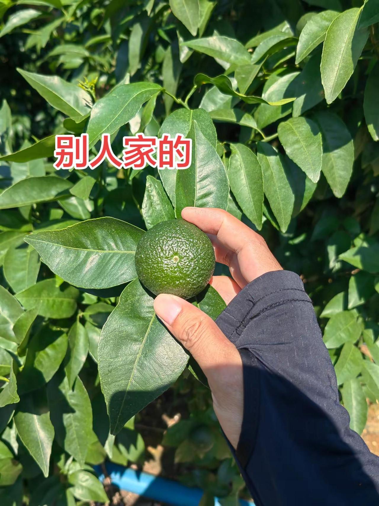 怎么差距就那么大呢？？？别人都要转色了，我们还在膨果，怎么玩？？？柑橘种植分享