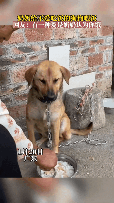 笑不活了！广东，因狗子不爱吃饭，所以奶奶每天给狗子做完饭后都会主动喂它吃。可是狗
