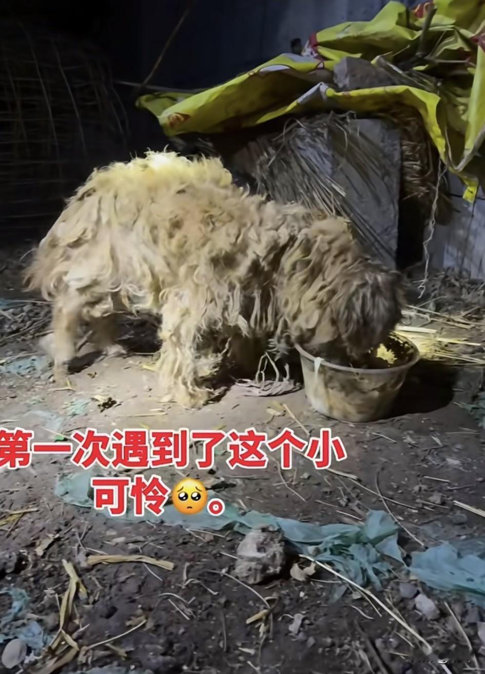 泪目了！这天夜里，一位小哥哥去夜跑，结果跑到一个偏僻的村子里，听到有狗狗在呜咽哭