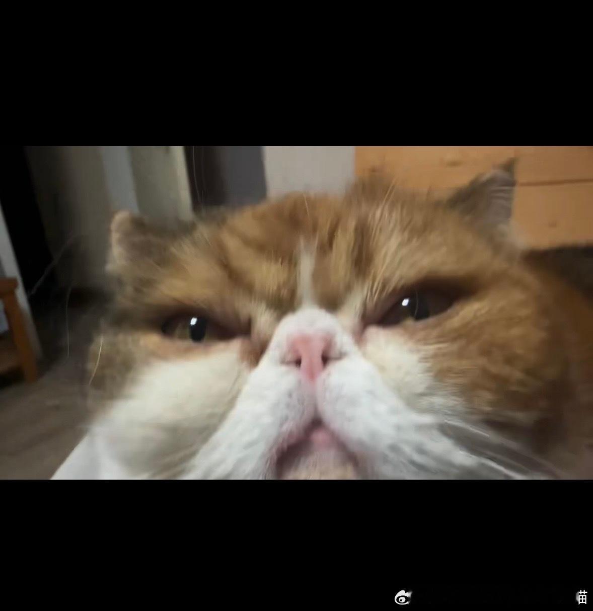 49645【丑猫】纯生图直出